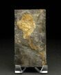Rare Placoderm (Cowralepis) Fossil - #6536-1